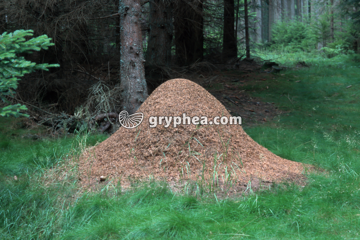 Fourmilière (Fourmis rousses) - gryphea.com